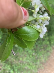 Crataegus flava