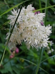 Luzula nivea