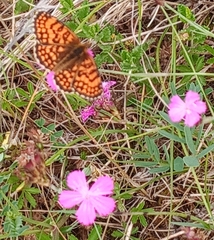 Melitaea parthenoides