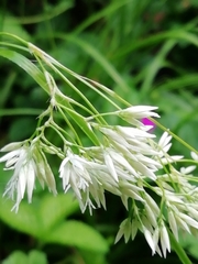 Luzula nivea