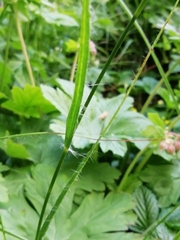 Luzula nivea