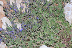 Veronica orientalis