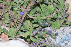 Veronica orientalis