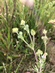Potentilla erecta