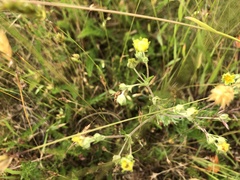 Potentilla erecta