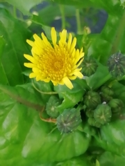 Sonchus oleraceus