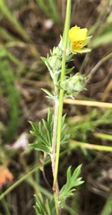 Potentilla erecta
