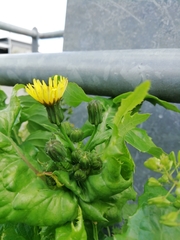 Sonchus oleraceus