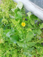 Sonchus oleraceus