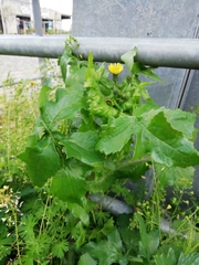 Sonchus oleraceus