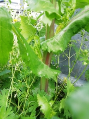 Sonchus oleraceus