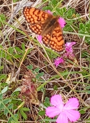Melitaea parthenoides