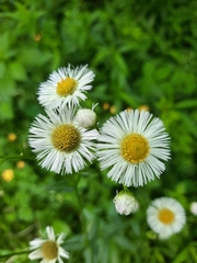 Erigeron philadelphicus