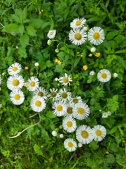 Erigeron philadelphicus
