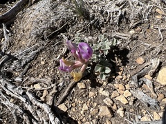 Astragalus chamaeleuce