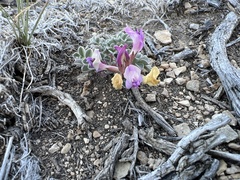 Astragalus chamaeleuce