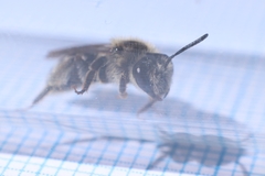 Andrena