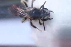 Andrena