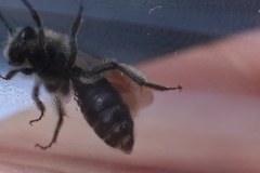 Andrena