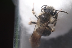 Andrena