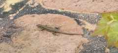 Podarcis muralis