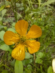 Ranunculus