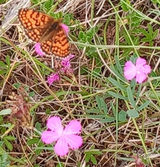 Melitaea parthenoides