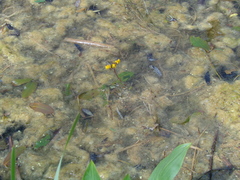 Utricularia vulgaris