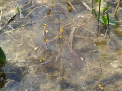 Utricularia vulgaris