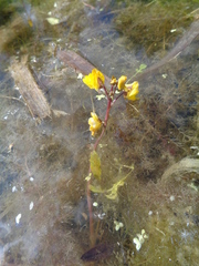 Utricularia vulgaris
