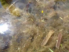 Utricularia vulgaris