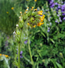 Amsinckia lycopsoides