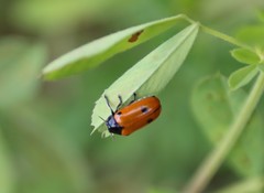 Clytra quadripunctata