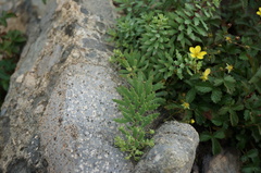 Hylotelephium tatarinowii