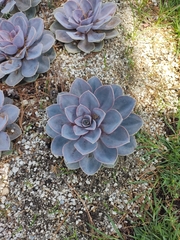 Echeveria gibbiflora × potosina