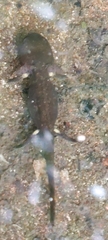 Salamandra salamandra