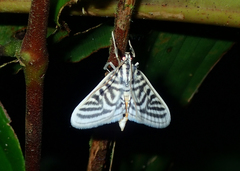 Spilomela pantheralis