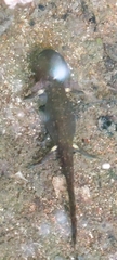 Salamandra salamandra
