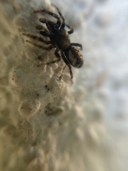 Salticus zebraneus