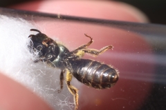 Halictus