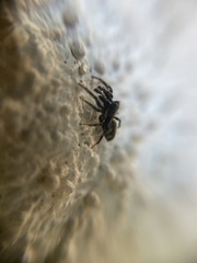Salticus zebraneus