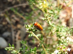 Tituboea sexmaculata