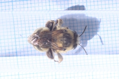 Anthophora aestivalis