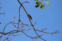 Empidonax traillii extimus