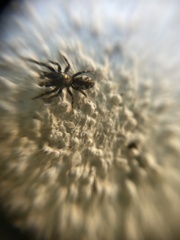 Salticus zebraneus