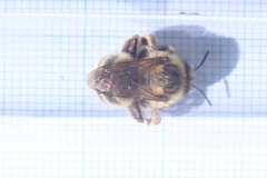 Anthophora aestivalis