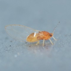 Bactericera dorsalis