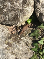 Podarcis muralis