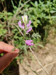 Polygala major