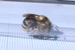 Anthophora aestivalis